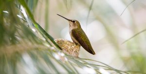 Hummingbird