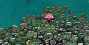 Lily Pad