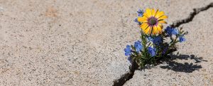 Flowers growing out of a crack