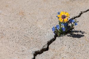 Flowers in concrete