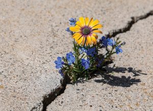 Flowers in concrete