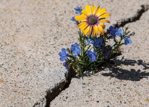 Flowers in concrete