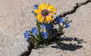 Flowers growing out of a crack
