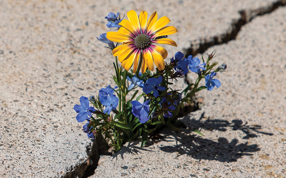 TRF-FlowerCrack-7