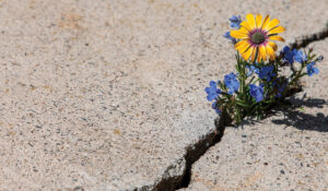 Wildflower growing out of a crack